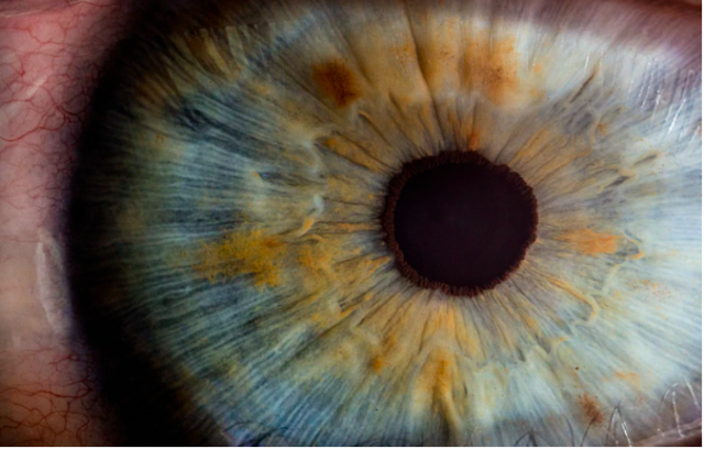 Zoomed in image of an iris